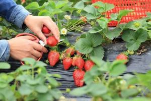 Strawberries